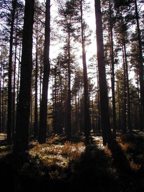 picture from europe
